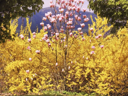 Unser Frühjahrsgarten